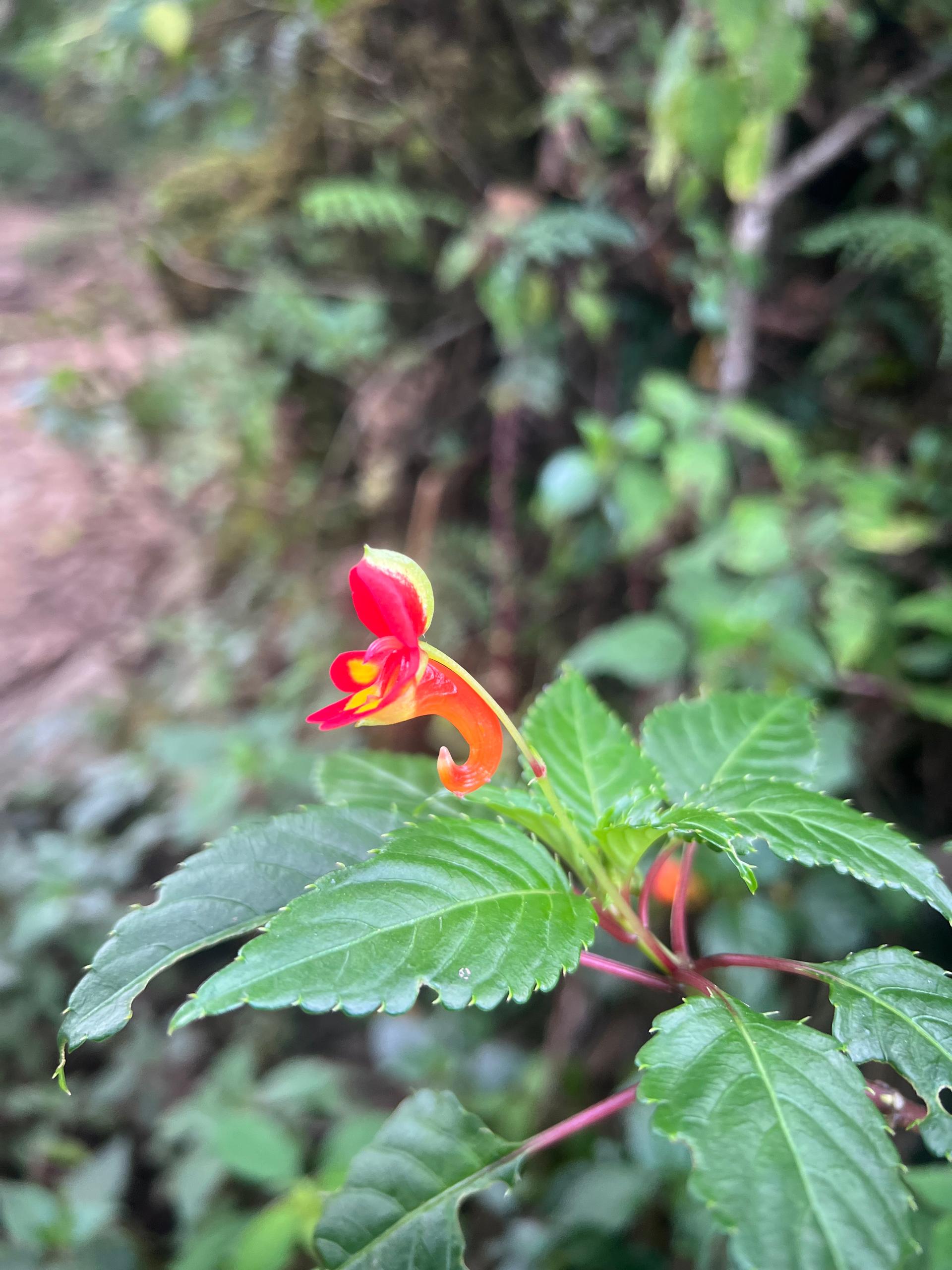 Close-up of a vibrant tropical flower growing in the lush rainforest zone of Mount Kilimanjaro