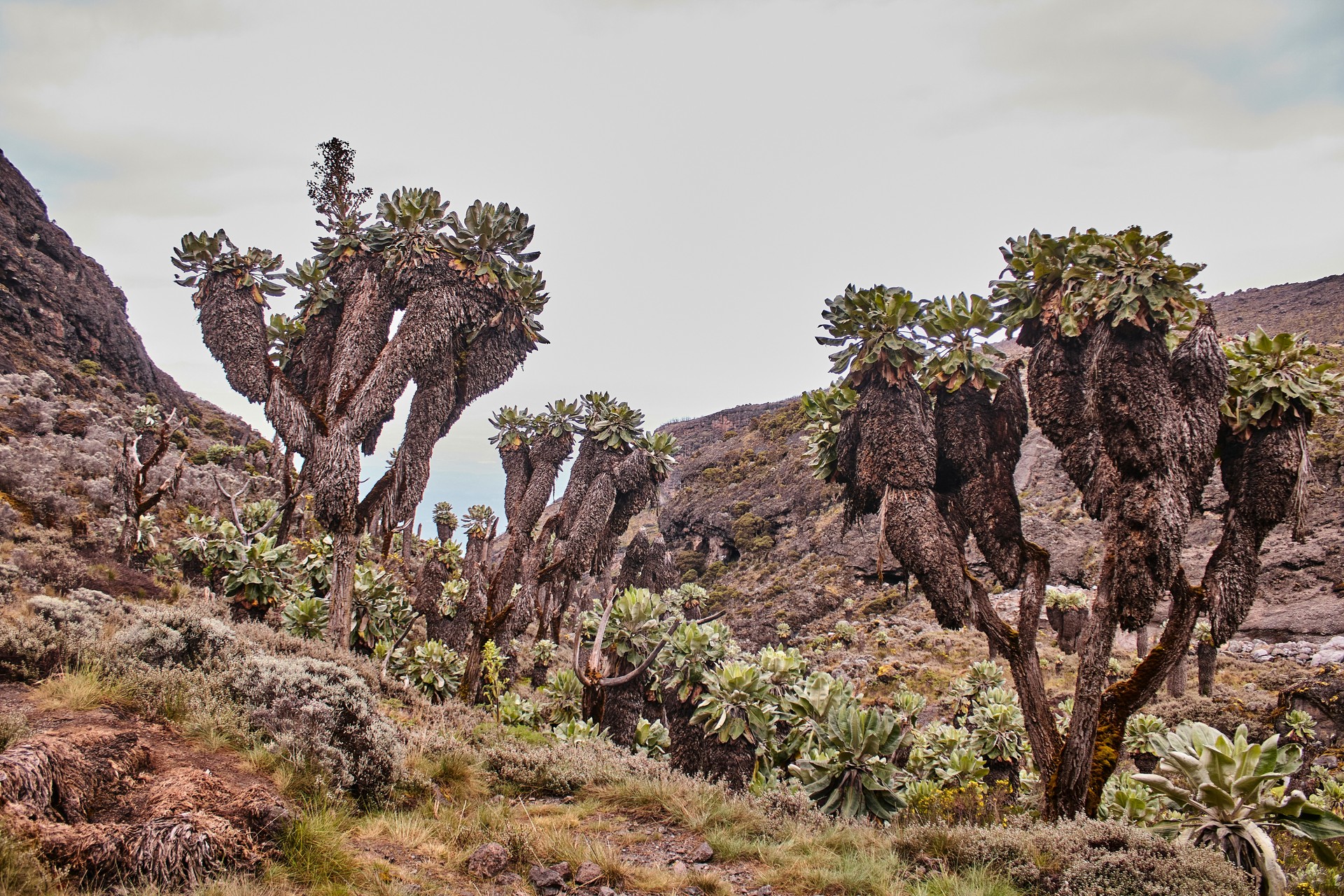 Unique giant groundsel plants growing in the alpine zone of Mount Kilimanjaro