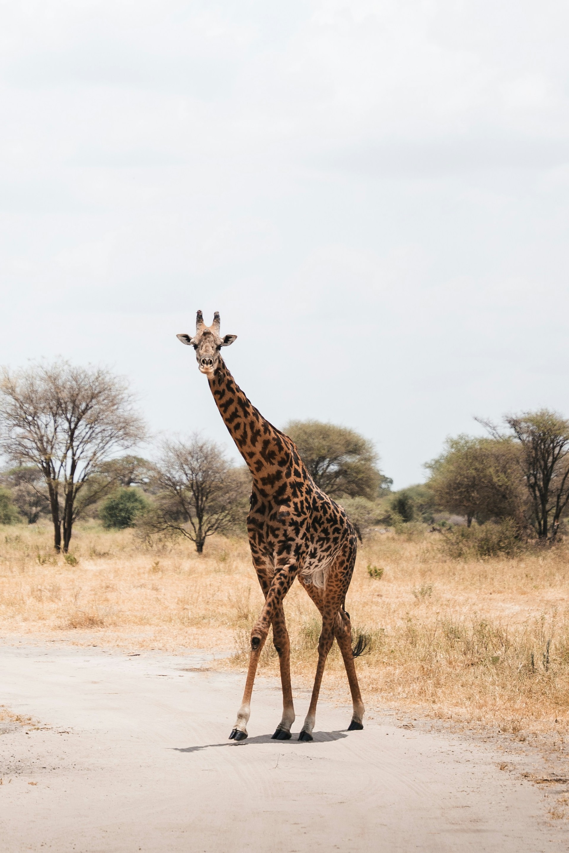 Safari Experience