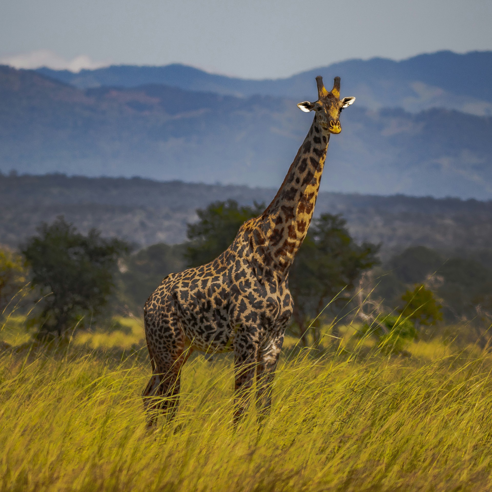 Tall giraffe standing in golden grasslands of the Serengeti National Park, Tanzania