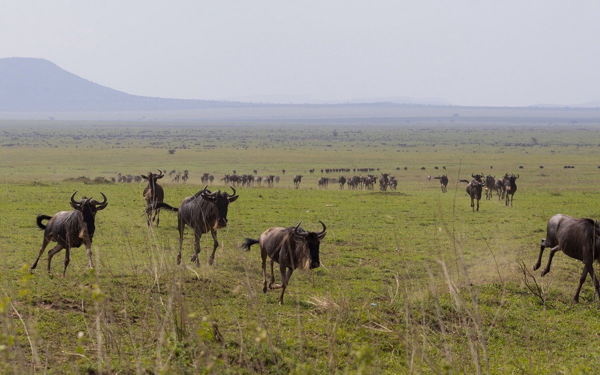 Herd of wildebeest running across the vast Serengeti plains during the Great Migration in Tanzania