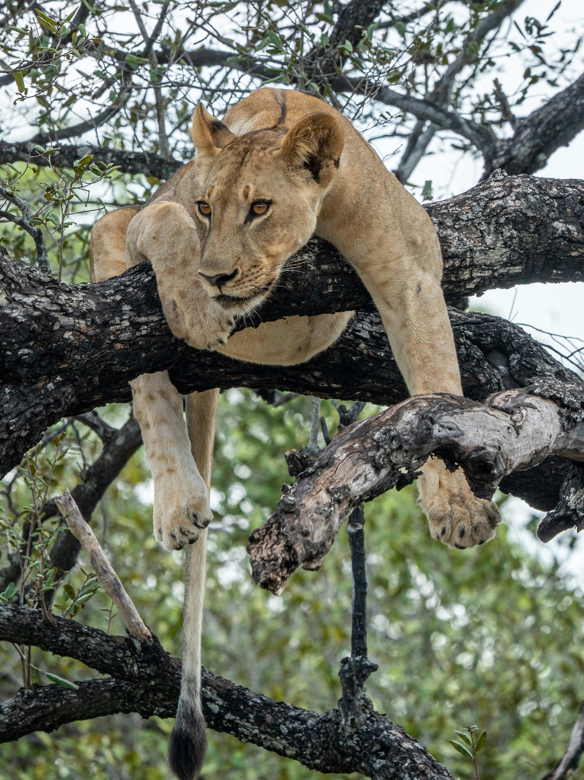 Tanzania Northern Circuit Safari: Minimum Days vs. Ideal Duration