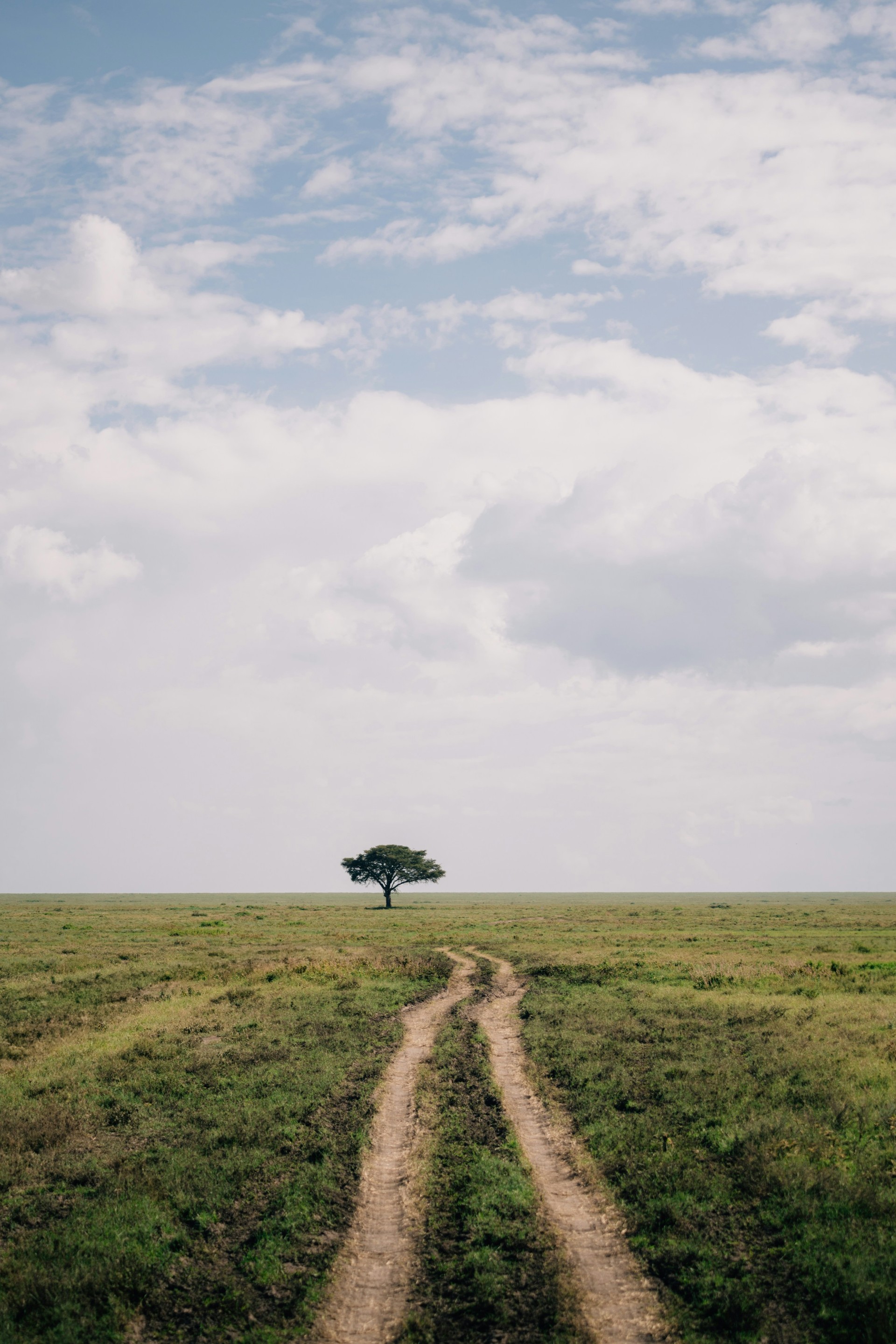 Single acacia tree standing on the endless plains of the Serengeti under a dramatic sky