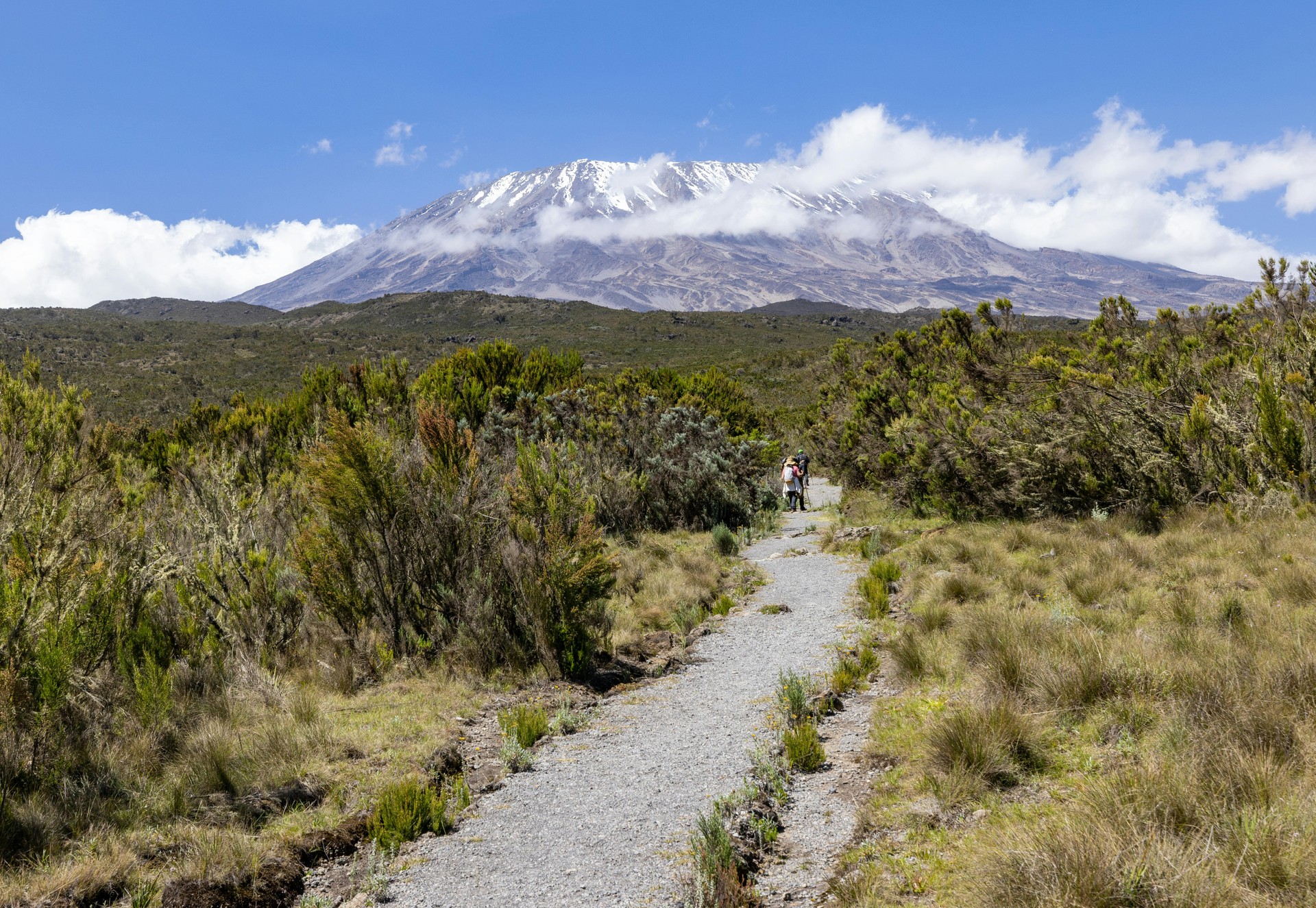 Hiking path winding through moorland vegetation with Mount Kilimanjaro in the distance