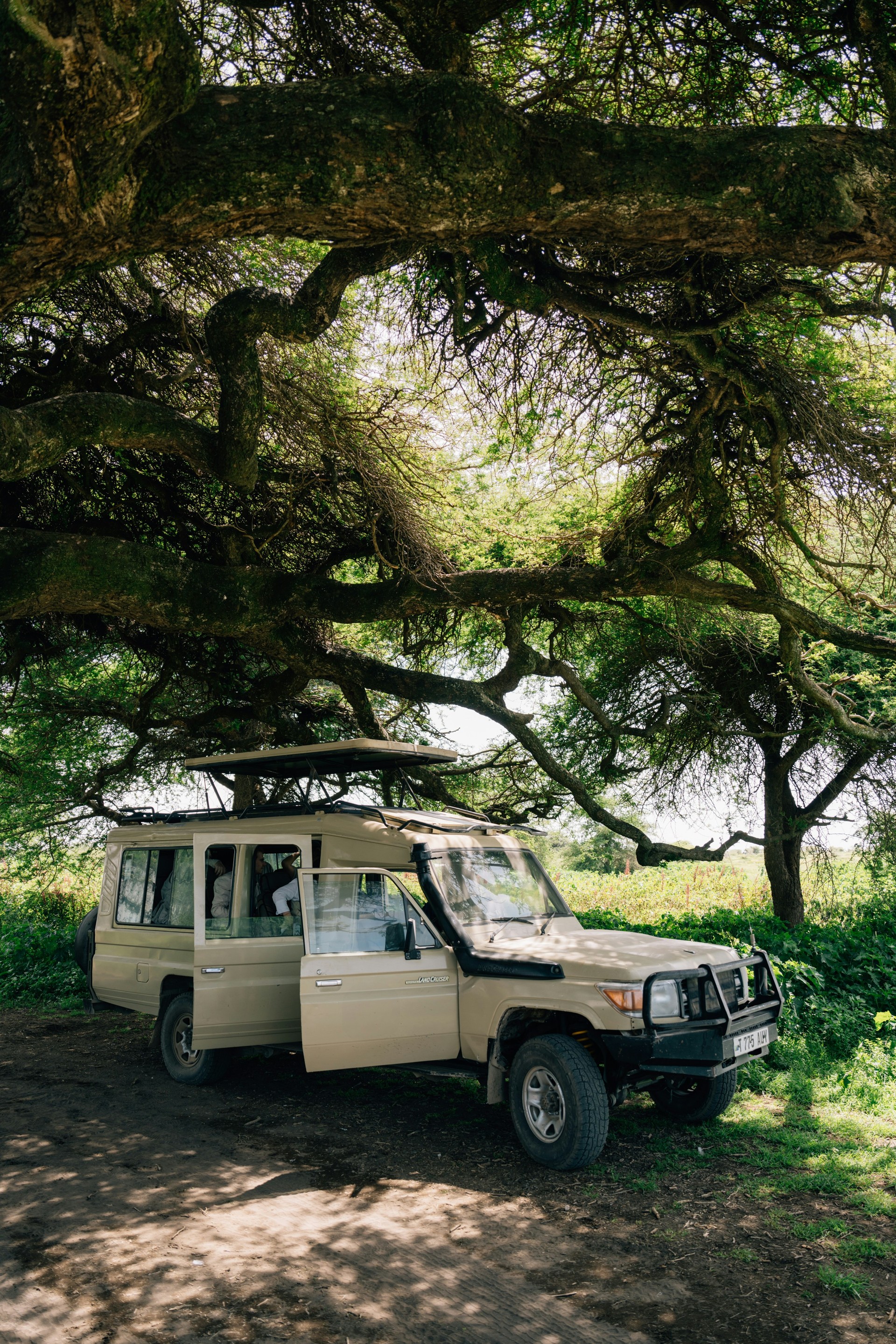 4x4 safari vehicle parked beneath large acacia trees in Tanzania's wilderness