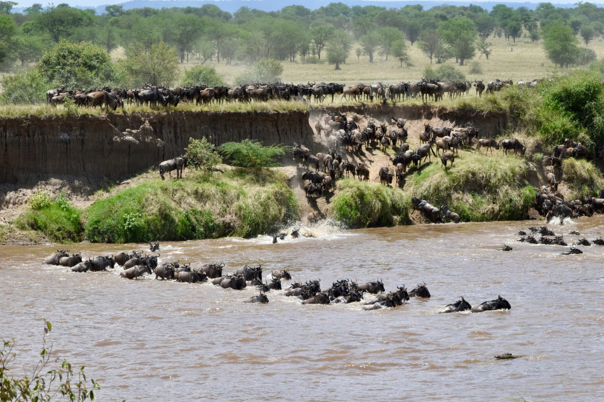 Thousands of wildebeest crossing the Mara River during the annual Great Migration safari in East Afric