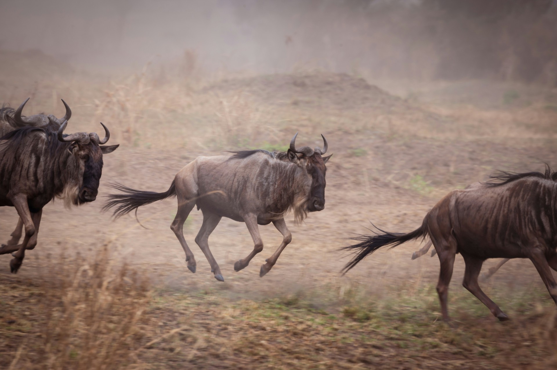 Tanzania's Wildebeest Migration: When, Where & How to See It