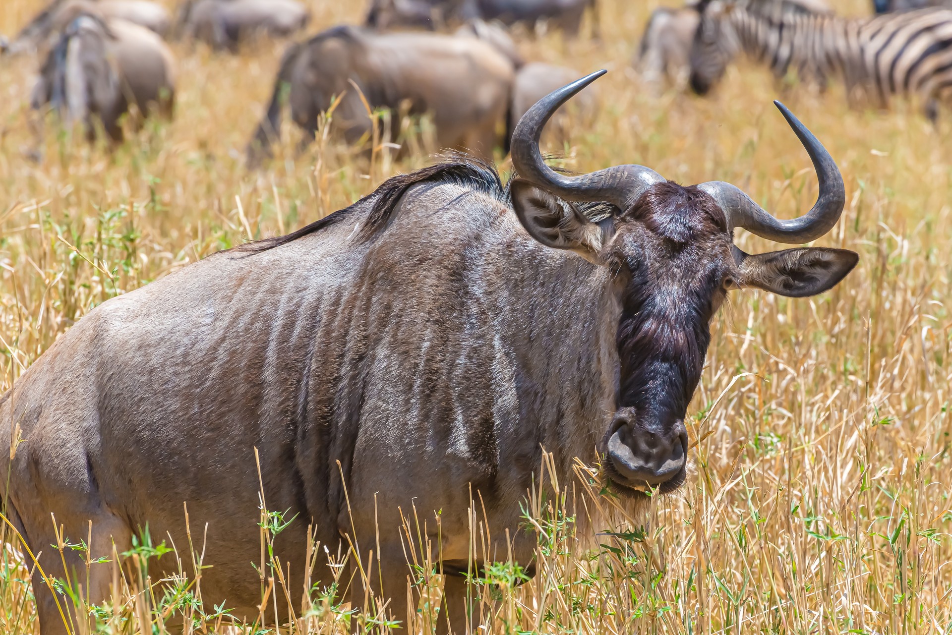 Best Months to Visit the Serengeti for the Great Migration