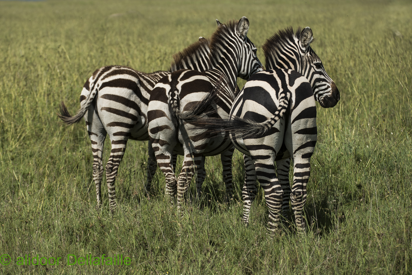Safari Trail