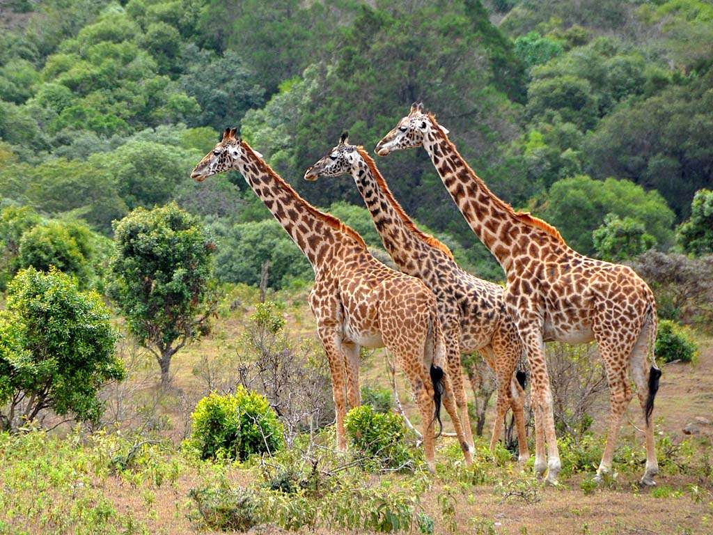 Maasai Culture: Understanding Tanzania's Iconic Warriors