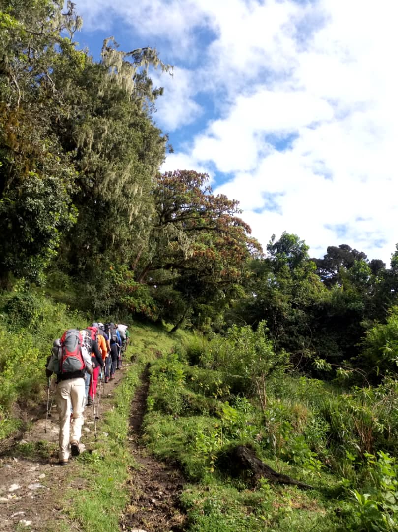Walking Safari