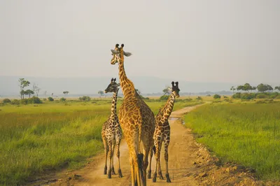 Lake Manyara National Park