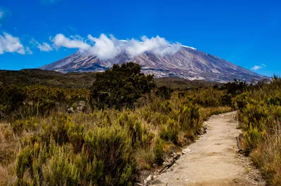 Scenic hiking trail leading toward Mount Kilimanjaro across alpine moorland vegetation in Tanzania under a clear blue sky.