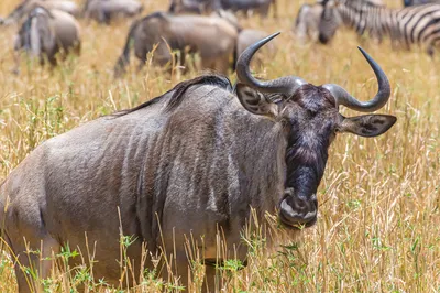Best Months to Visit the Serengeti for the Great Migration