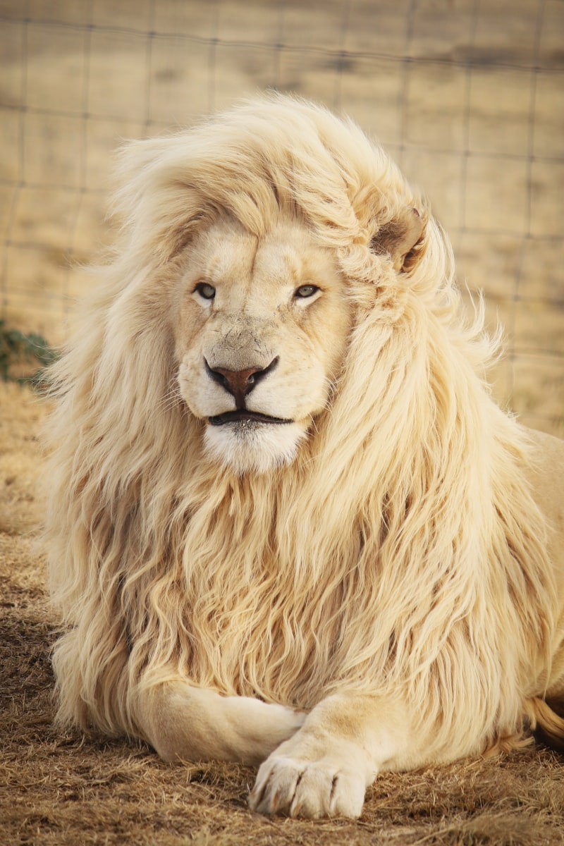 Lion Safari