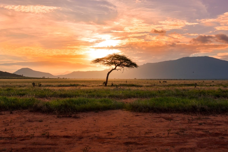 Safari Elephant