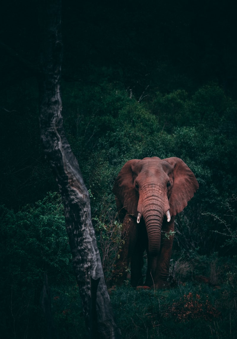Serengeti Plains
